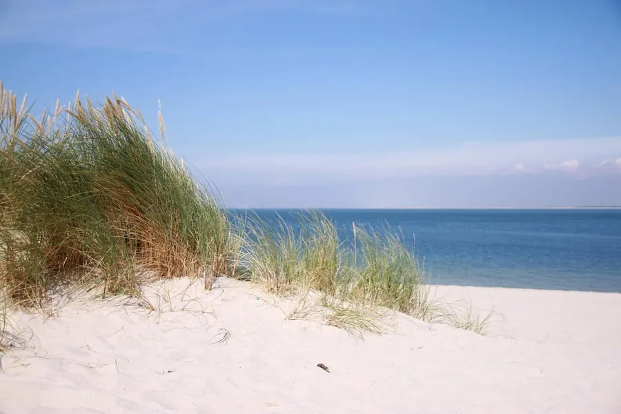 Strandhafer auf einer Düne mit Blick auf das Meer